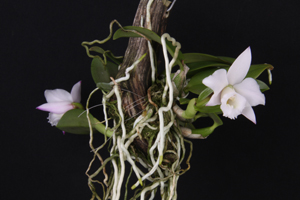 Cattleya alaorii Diamond Orchids CCM